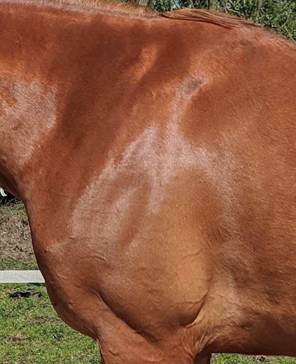 Mensch mit Pferd auf Pferdekoppel