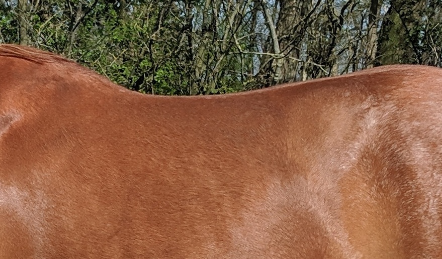 Mensch mit Pferd auf Pferdekoppel