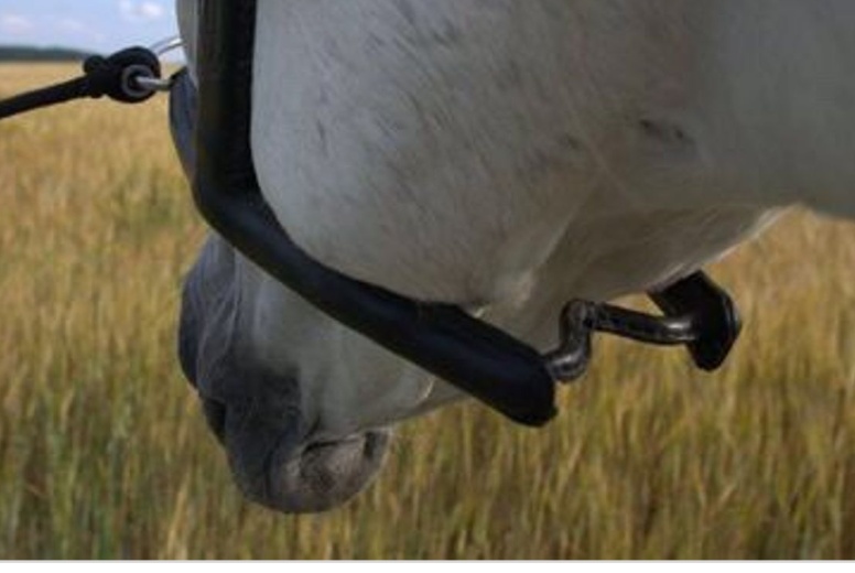 Bild von Mobility Bride am Pferd